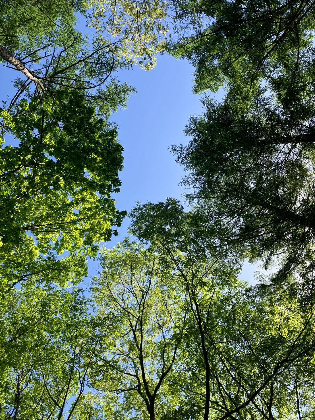 見上げた木々の幹と枝、その先の青空