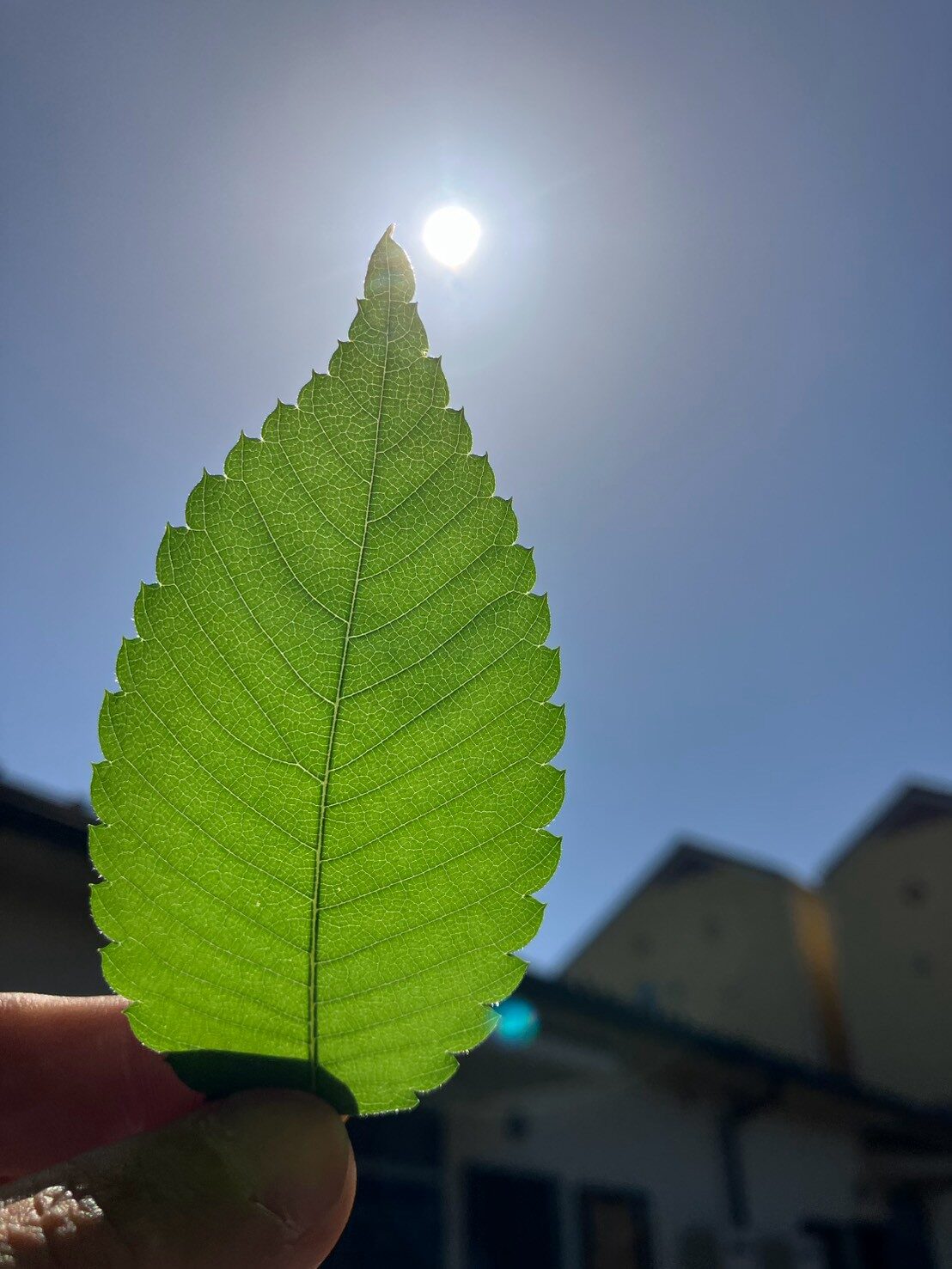 逆光に透ける一枚の葉