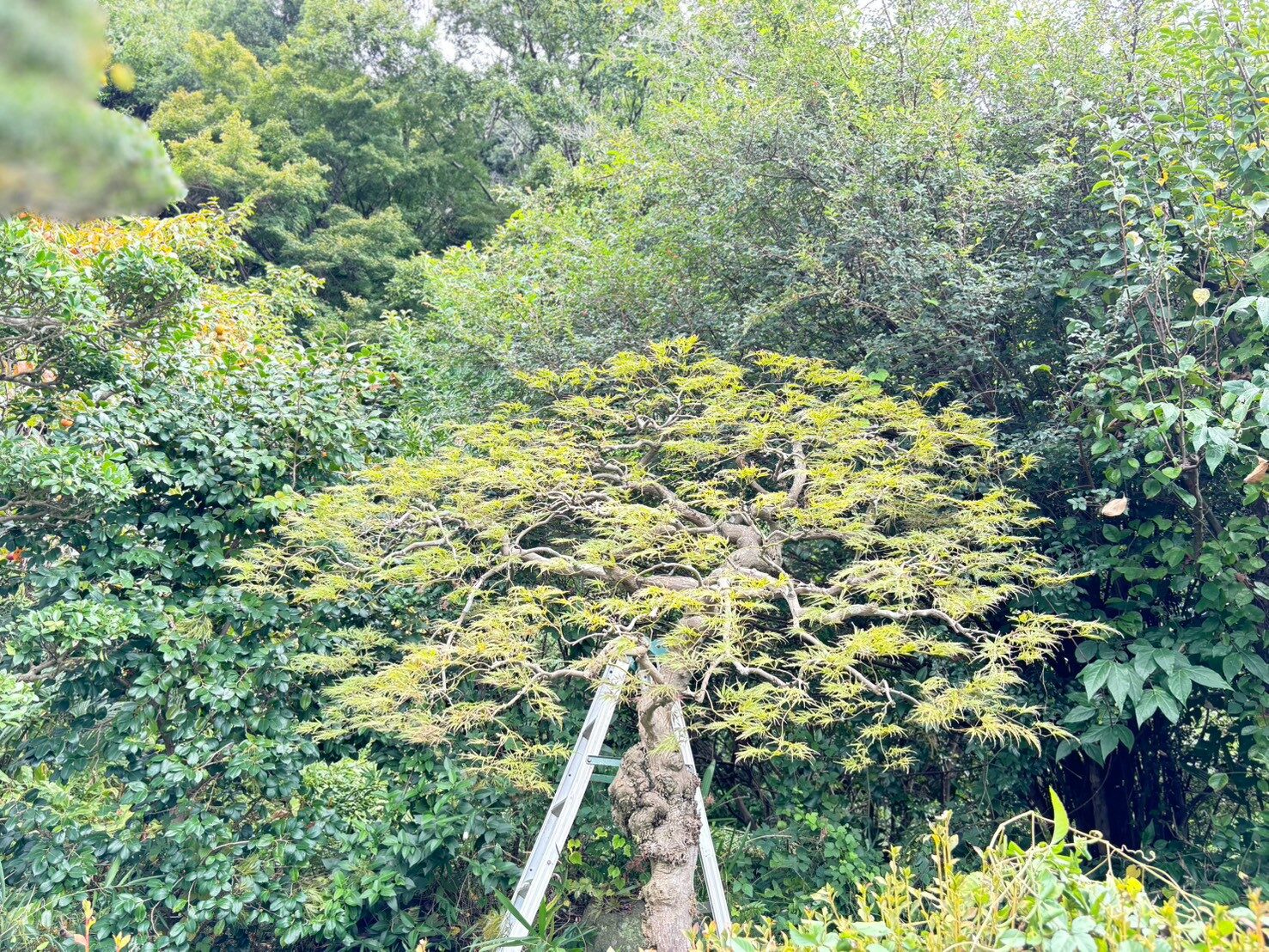 脚立を掛けた庭木の、根元から幹へ伸びる姿