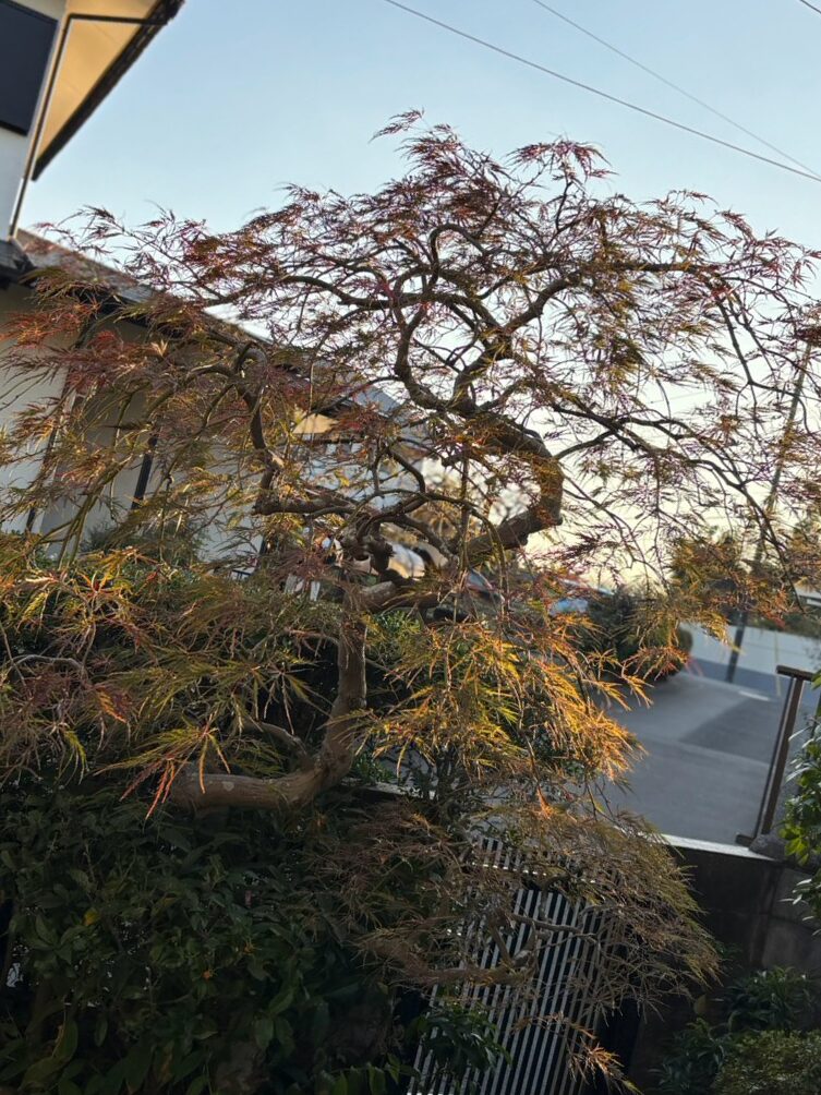 色づいた枝を大きく広げるモミジ