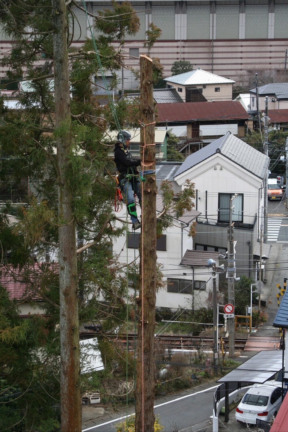 住宅地の中で、高い幹に登って作業する人