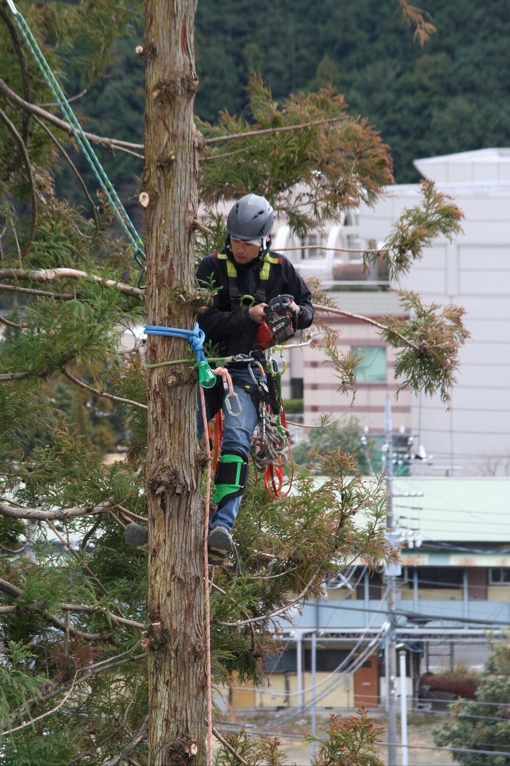 ロープとハーネスで体を確保し、チェンソーを手に幹の上で作業する職人